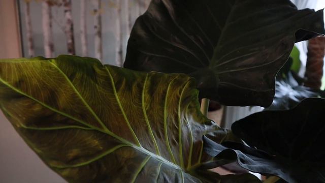 Rare Houseplants and Care Tips | Philodendron | Alocasia смотреть онлайн