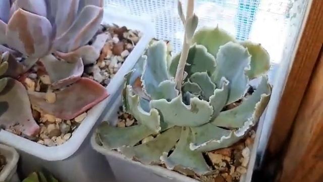 Немного новинок и небольшие изменения на балконе. обзор моих "echeveria shaviana" смотреть онлайн