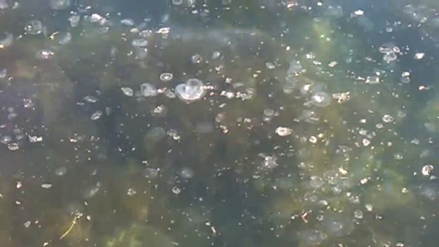 Алушта. Нашествие медуз смотреть онлайн