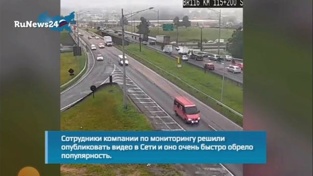 папуга в камере