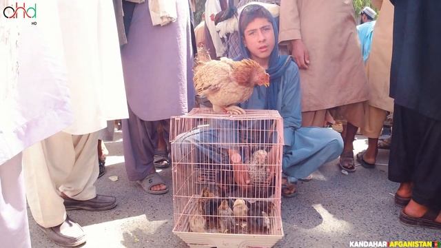 Ka Faroshi The Birds Market | Kandahar | Afghanistan | 4K