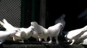 будапештские голуби.