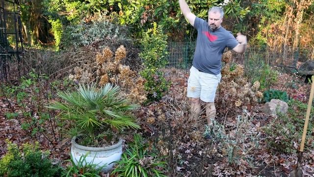 How to Transplant a Butterfly Bush смотреть онлайн