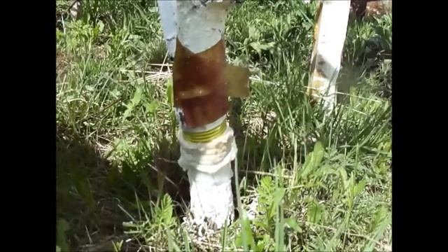 Борьба с муравьями на садовом участке. смотреть онлайн