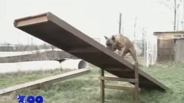 О породе собак Боксер смотреть онлайн