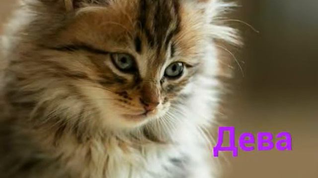 Какой ты кот по знаку зодиака🐈🐱 смотреть онлайн