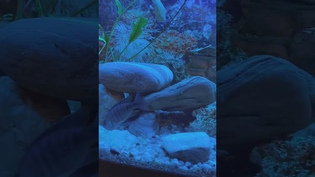 Кормление Анциструсов и Цихлид Малави кабачком!!! смотреть онлайн