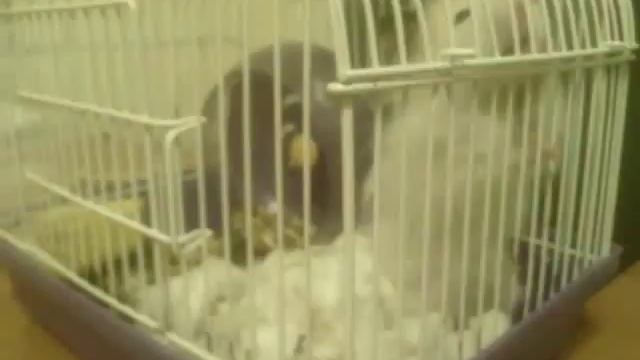 Хомячок Хомка продолжение смотреть онлайн