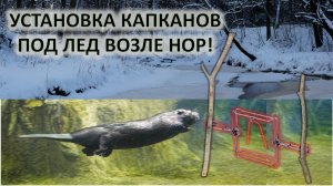 Охота на бобра. Установка капканов на бобра у нор.