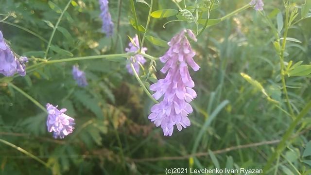 Мышиный горошек луговой (видео Levuarden) смотреть онлайн