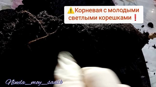 Саженцы магазина 'Светофор'. На что обращать внимание при покупке. Видеобзор. смотреть онлайн