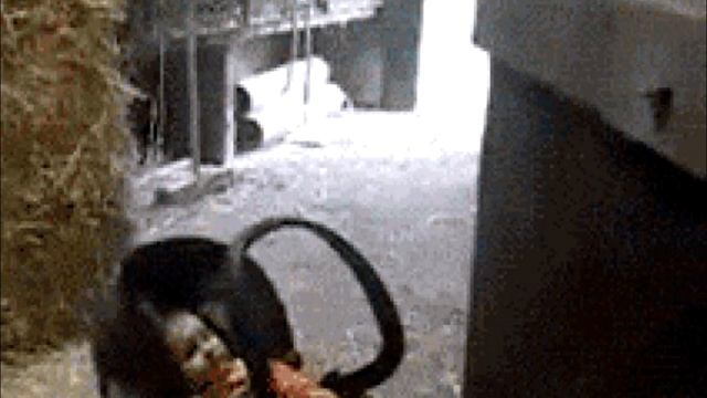 Маленького ребенка оставили в конюшне, а он расплакался. То что сделала лошадь невероятно❗ смотреть онлайн