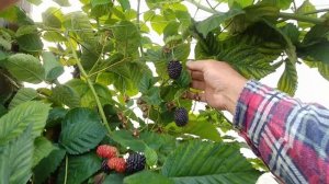 Ежевика Прайм Арк Фридом, изучаем сорт (часть 2).