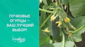 Пучковые огурцы – ваш лучший выбор!