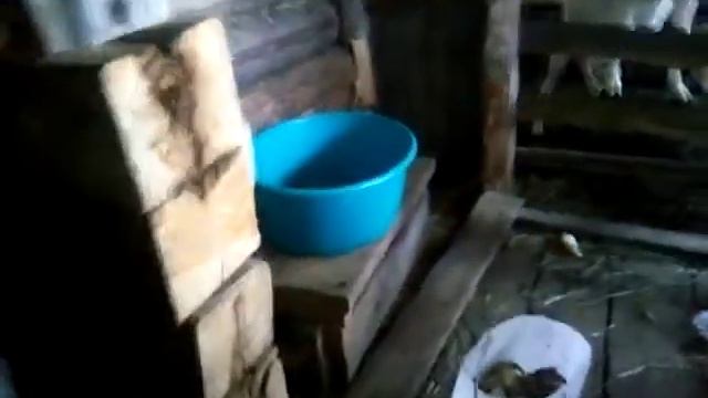 Сколько индейка вывела цыплят ? / Козы/ смотреть онлайн