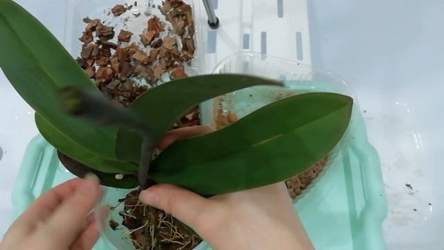 Спасение Ark's Ray. Пересадка орхидеи без корней. смотреть онлайн