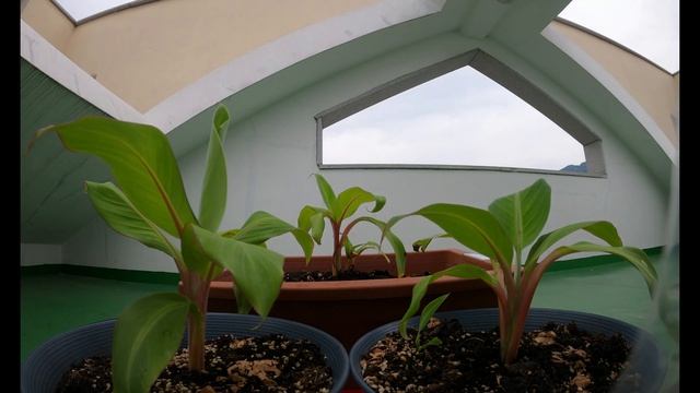 [4k]블루자바 바나나 키우기 20200624(growing the blue java banana) смотреть онлайн