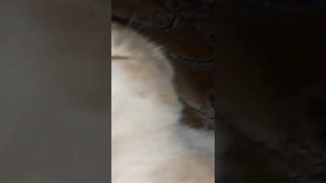 Зубы кота 🤗😁 смотреть онлайн