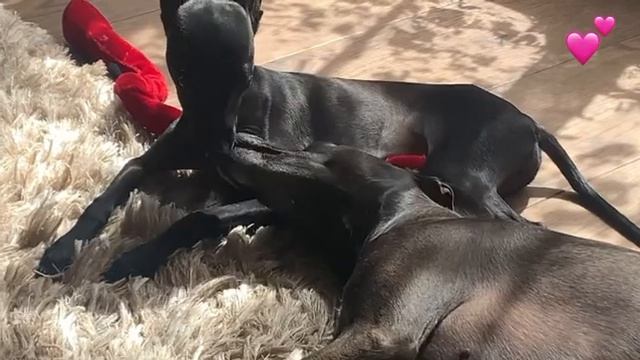Левретка.Две души. Italian sighthound kennel. Italienische windspiele. смотреть онлайн
