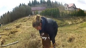 ПРО ЗАБОЙ БЫКА и ОТЕЛ НОВОЙ КОРОВЫ. ЖИЗНЬ В ДЕРЕВНЕ