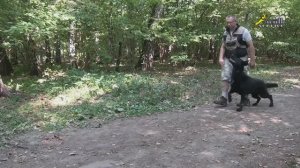 Дрессировка собак, команда рядом, 2 этапа приучения к механике