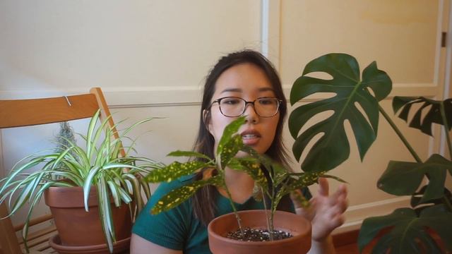 HOUSEPLANT TOUR! // 11 Beginner friendly plants!! смотреть онлайн