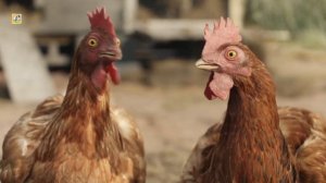 The Funny Chicken Song That'll Make You Dance