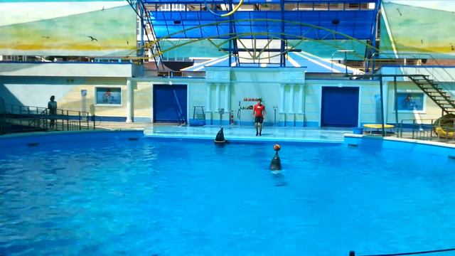 дельфинарий в небуге смотреть онлайн