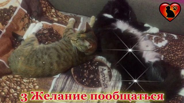 Вот Оказывается Почему Кошки Ложатся на Спину при Виде Вас! смотреть онлайн