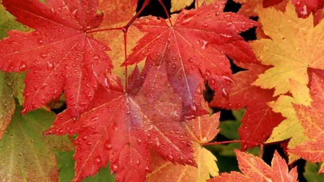 ОСЕНЬ ОСЕНЬ..... смотреть онлайн