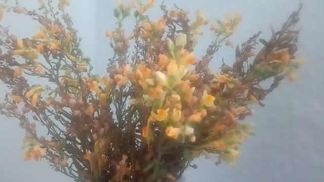 ОЧИСТИТ ЛЮБУЮ КОЖУ ИЗУМИТЕЛЬНО И ЭФФЕКТИВНОЕ СРЕДСТВО ОТ ГЕМОРРОЯ 22.09.2018 смотреть онлайн