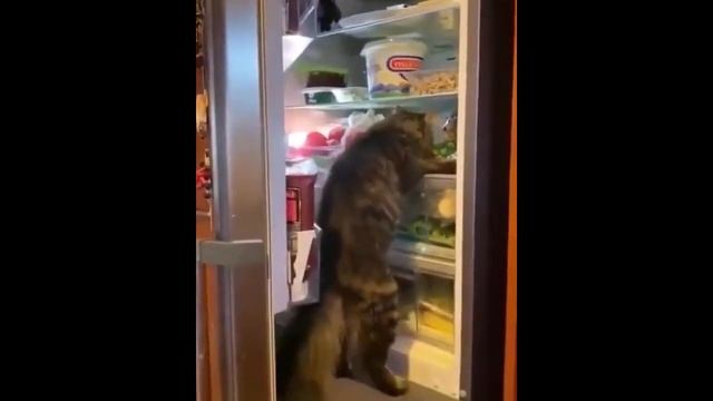 Какие Бывают Коты по Типу Поведения Смешные Кошки и Коты Приколы с Котами и с Кошками смотреть онлайн