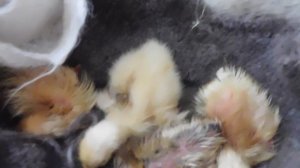 Вывод утят из инкубатора Несушка обзор