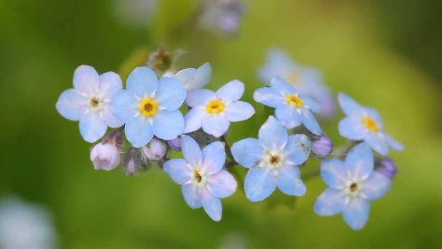 Pansies-Forget Me Nots-Chamomile-Bachelors Buttons-Gorgeous Garden Flowers смотреть онлайн