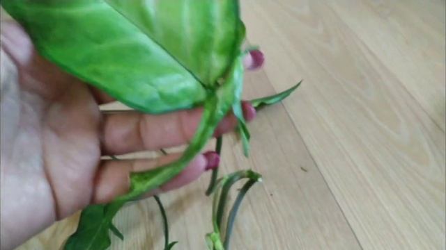 Сингониум. смотреть онлайн