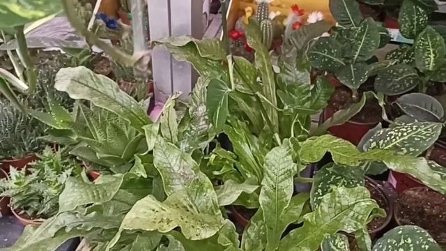 Слышала, фаленопсисы подорожали. Зашла проверить в Леруа Мерлен, Пермь, 19 января 2024 смотреть онлайн