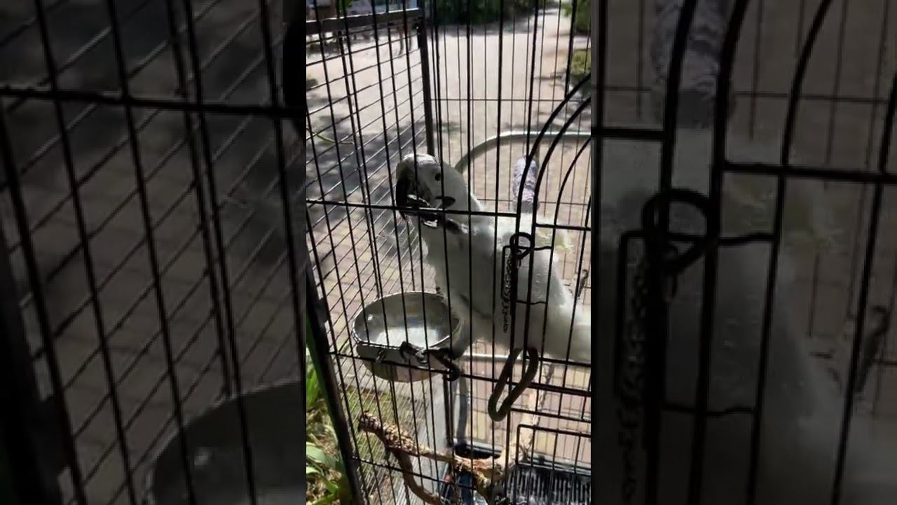 Какаду Жора из Тайгана купается на солнышке смотреть онлайн