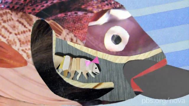 The Tongue-Eating Parasite