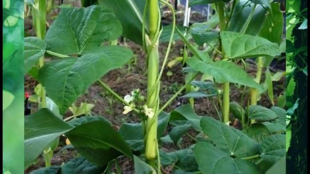 Как увеличить маленький огород - полезные идеи смотреть онлайн