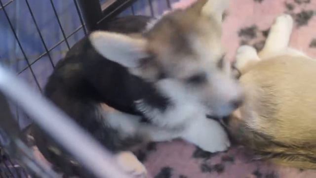 PETSBY выставка собак 'Весна с Догшоу 2016' в Минске смотреть онлайн