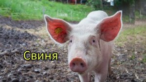 Домашние животные/учим голоса и звуки животных #животные #звук #голос