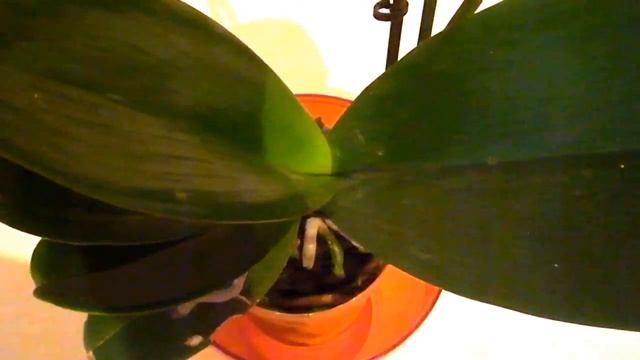 Где поставить орхидею смотреть онлайн