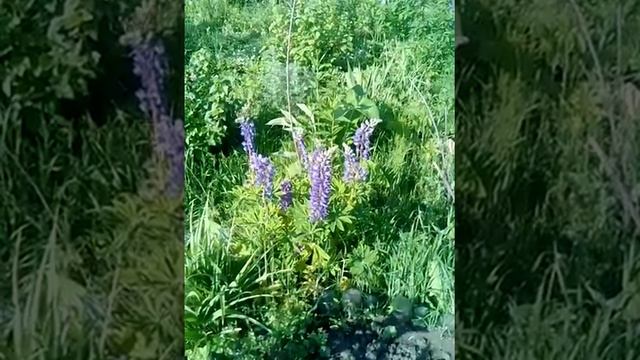 ксилокопа фиолетовая на люпине смотреть онлайн