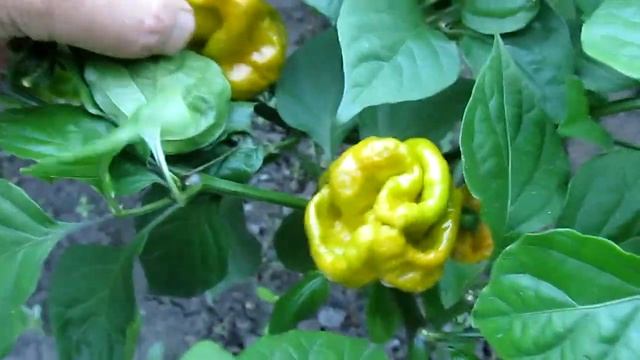 Habanero Mustard - Хабанеро горчица.