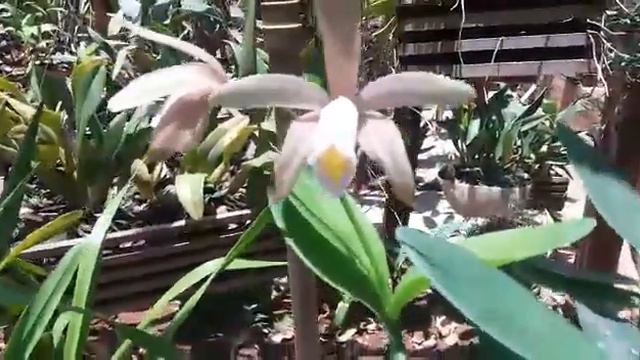 Cattleya Forbesii Parte 2.