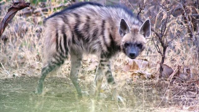 РАСХИТИТЕЛИ МОГИЛ, красивые и беззащитные полосатые гиены! смотреть онлайн