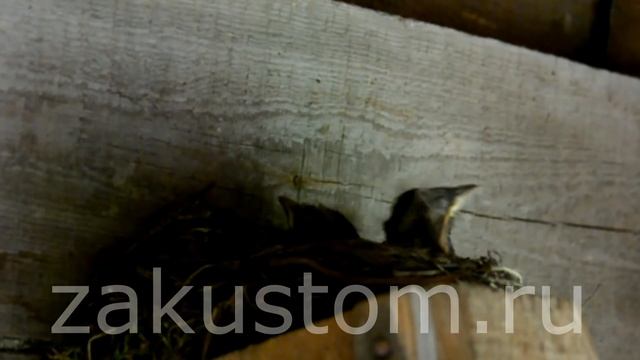Жизнь птиц: чёрные дрозды выкармливают птенцов - The life of birds: Blackbirds feed nestlings смотреть онлайн