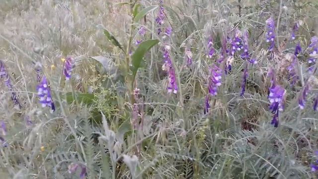 Горошек мышиный Гутор Галина смотреть онлайн