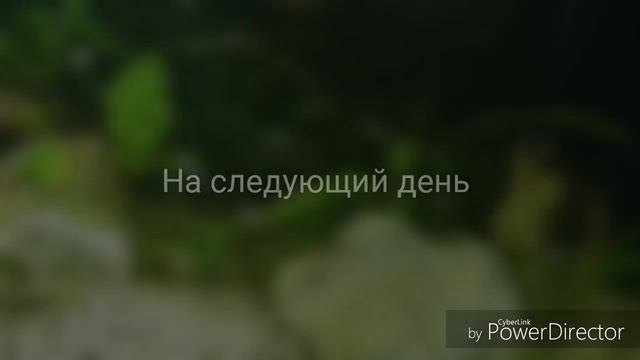 ИКОРКУ ЛЮБЯТ ВСЕ !.. МАЛЬКИ АКАРЫ БИРЮЗОВЫЕ !. смотреть онлайн