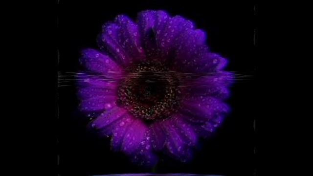 GERBERA - DRYM G смотреть онлайн
